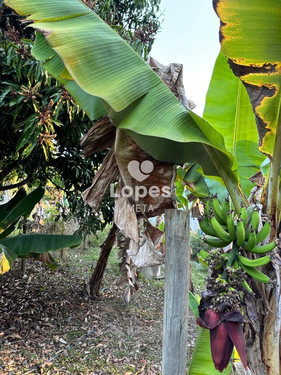 Chácara, 3 quartos, 2500 m² - Foto 33