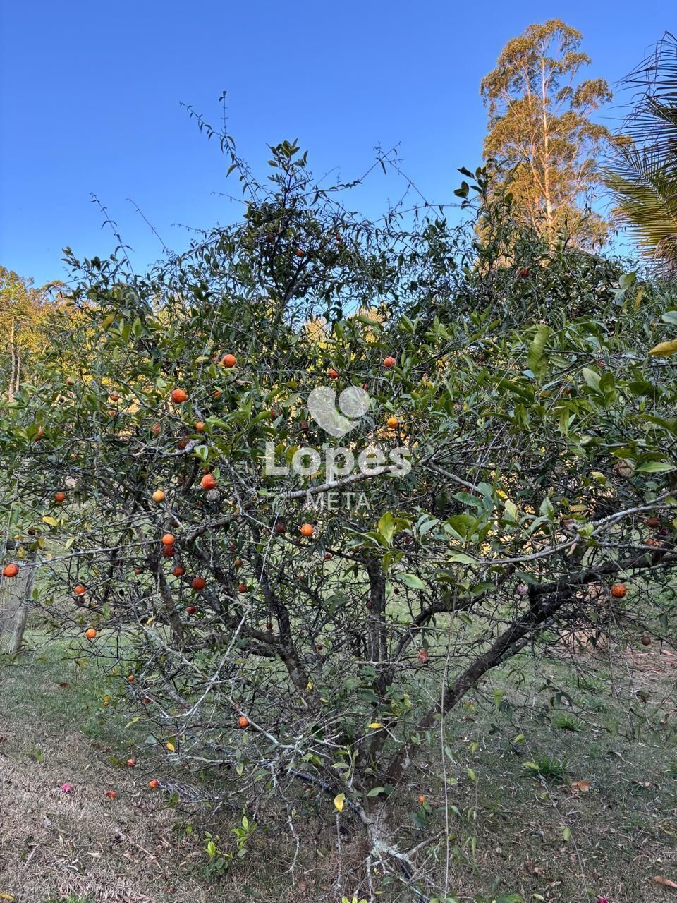 Chácara, 3 quartos, 2500 m² - Foto 32