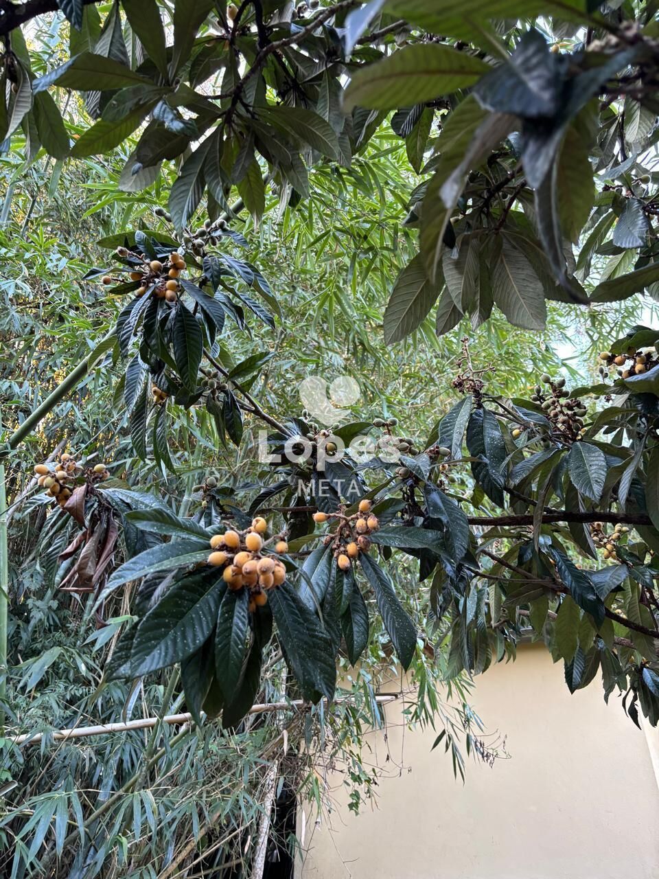 Chácara, 3 quartos, 2500 m² - Foto 34