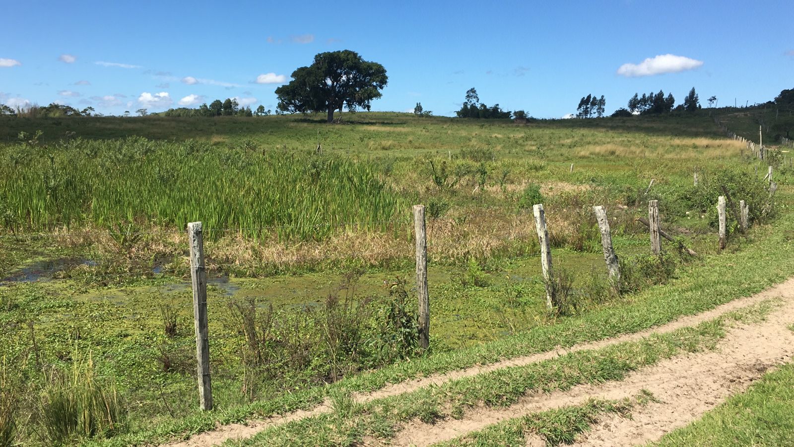 Fazenda, 52 hectares - Foto 6