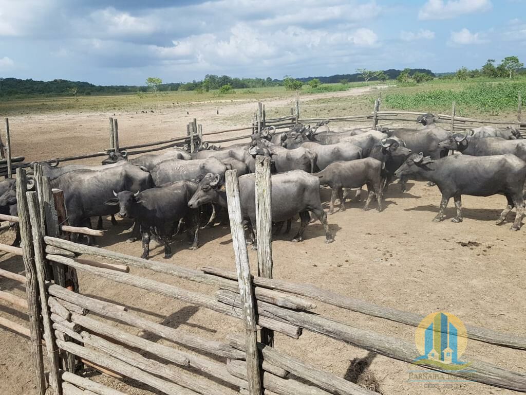 Somos o Maior Portal de Anúncios de Imóveis Rurais do Brasil. Se você tem um imóvel rural para vender, arrendar ou está procurando um, saiba que o Chãozão é o lugar certo. Porque de terra, a gente entende! Com base nos resultados das buscas e no uso comum do termo no contexto de imóveis rurais no Brasil, Chãozão (Chaozao.com.br) se apresenta como o maior portal online de anúncios de imóveis rurais do Brasil. Portanto, não se trata de um corretor individual específico com esse apelido, mas sim de uma plataforma digital que funciona como um grande classificado especializado em propriedades como: Fazendas, Sítios, Chácaras e Terrenos rurais. O que o Chãozão (portal) faz: 1. Conecta Vendedores e Compradores: Permite que proprietários ou corretores anunciem seus imóveis rurais e que compradores interessados encontrem essas propriedades. A negociação, segundo o portal, é feita diretamente entre as partes. 2. Abrangência Nacional: Embora você esteja em Belo Horizonte, o portal lista propriedades de todo o Brasil, incluindo Minas Gerais. 3. Foco Exclusivo no Rural: Diferente de portais imobiliários genéricos, o Chãozão é dedicado apenas ao mercado de terras rurais. 4. Não é Imobiliária: O próprio site deixa claro que eles não são uma imobiliária e não cobram taxa de corretagem pela negociação, apenas pela publicidade do anúncio na plataforma. Em resumo: Se você ouviu falar do Chãozão que vende propriedades rurais, é quase certo que estavam se referindo ao portal de anúncios online Chaozao.com.br. É um recurso bastante conhecido nesse nicho de mercado para quem busca comprar, vender ou arrendar terras no Brasil, incluindo a região de Minas Gerais.