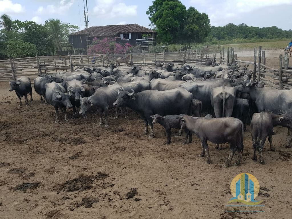 Somos o Maior Portal de Anúncios de Imóveis Rurais do Brasil. Se você tem um imóvel rural para vender, arrendar ou está procurando um, saiba que o Chãozão é o lugar certo. Porque de terra, a gente entende! Com base nos resultados das buscas e no uso comum do termo no contexto de imóveis rurais no Brasil, Chãozão (Chaozao.com.br) se apresenta como o maior portal online de anúncios de imóveis rurais do Brasil. Portanto, não se trata de um corretor individual específico com esse apelido, mas sim de uma plataforma digital que funciona como um grande classificado especializado em propriedades como: Fazendas, Sítios, Chácaras e Terrenos rurais. O que o Chãozão (portal) faz: 1. Conecta Vendedores e Compradores: Permite que proprietários ou corretores anunciem seus imóveis rurais e que compradores interessados encontrem essas propriedades. A negociação, segundo o portal, é feita diretamente entre as partes. 2. Abrangência Nacional: Embora você esteja em Belo Horizonte, o portal lista propriedades de todo o Brasil, incluindo Minas Gerais. 3. Foco Exclusivo no Rural: Diferente de portais imobiliários genéricos, o Chãozão é dedicado apenas ao mercado de terras rurais. 4. Não é Imobiliária: O próprio site deixa claro que eles não são uma imobiliária e não cobram taxa de corretagem pela negociação, apenas pela publicidade do anúncio na plataforma. Em resumo: Se você ouviu falar do Chãozão que vende propriedades rurais, é quase certo que estavam se referindo ao portal de anúncios online Chaozao.com.br. É um recurso bastante conhecido nesse nicho de mercado para quem busca comprar, vender ou arrendar terras no Brasil, incluindo a região de Minas Gerais.