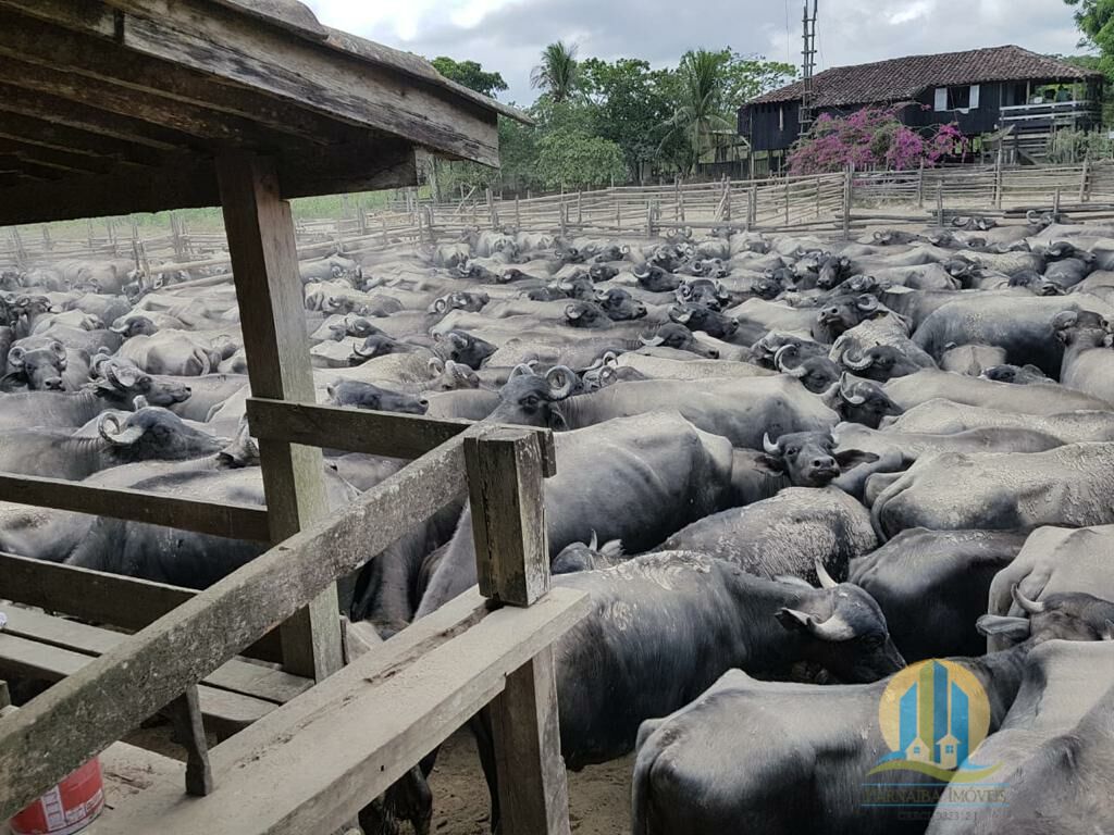 Somos o Maior Portal de Anúncios de Imóveis Rurais do Brasil. Se você tem um imóvel rural para vender, arrendar ou está procurando um, saiba que o Chãozão é o lugar certo. Porque de terra, a gente entende! Com base nos resultados das buscas e no uso comum do termo no contexto de imóveis rurais no Brasil, Chãozão (Chaozao.com.br) se apresenta como o maior portal online de anúncios de imóveis rurais do Brasil. Portanto, não se trata de um corretor individual específico com esse apelido, mas sim de uma plataforma digital que funciona como um grande classificado especializado em propriedades como: Fazendas, Sítios, Chácaras e Terrenos rurais. O que o Chãozão (portal) faz: 1. Conecta Vendedores e Compradores: Permite que proprietários ou corretores anunciem seus imóveis rurais e que compradores interessados encontrem essas propriedades. A negociação, segundo o portal, é feita diretamente entre as partes. 2. Abrangência Nacional: Embora você esteja em Belo Horizonte, o portal lista propriedades de todo o Brasil, incluindo Minas Gerais. 3. Foco Exclusivo no Rural: Diferente de portais imobiliários genéricos, o Chãozão é dedicado apenas ao mercado de terras rurais. 4. Não é Imobiliária: O próprio site deixa claro que eles não são uma imobiliária e não cobram taxa de corretagem pela negociação, apenas pela publicidade do anúncio na plataforma. Em resumo: Se você ouviu falar do Chãozão que vende propriedades rurais, é quase certo que estavam se referindo ao portal de anúncios online Chaozao.com.br. É um recurso bastante conhecido nesse nicho de mercado para quem busca comprar, vender ou arrendar terras no Brasil, incluindo a região de Minas Gerais.