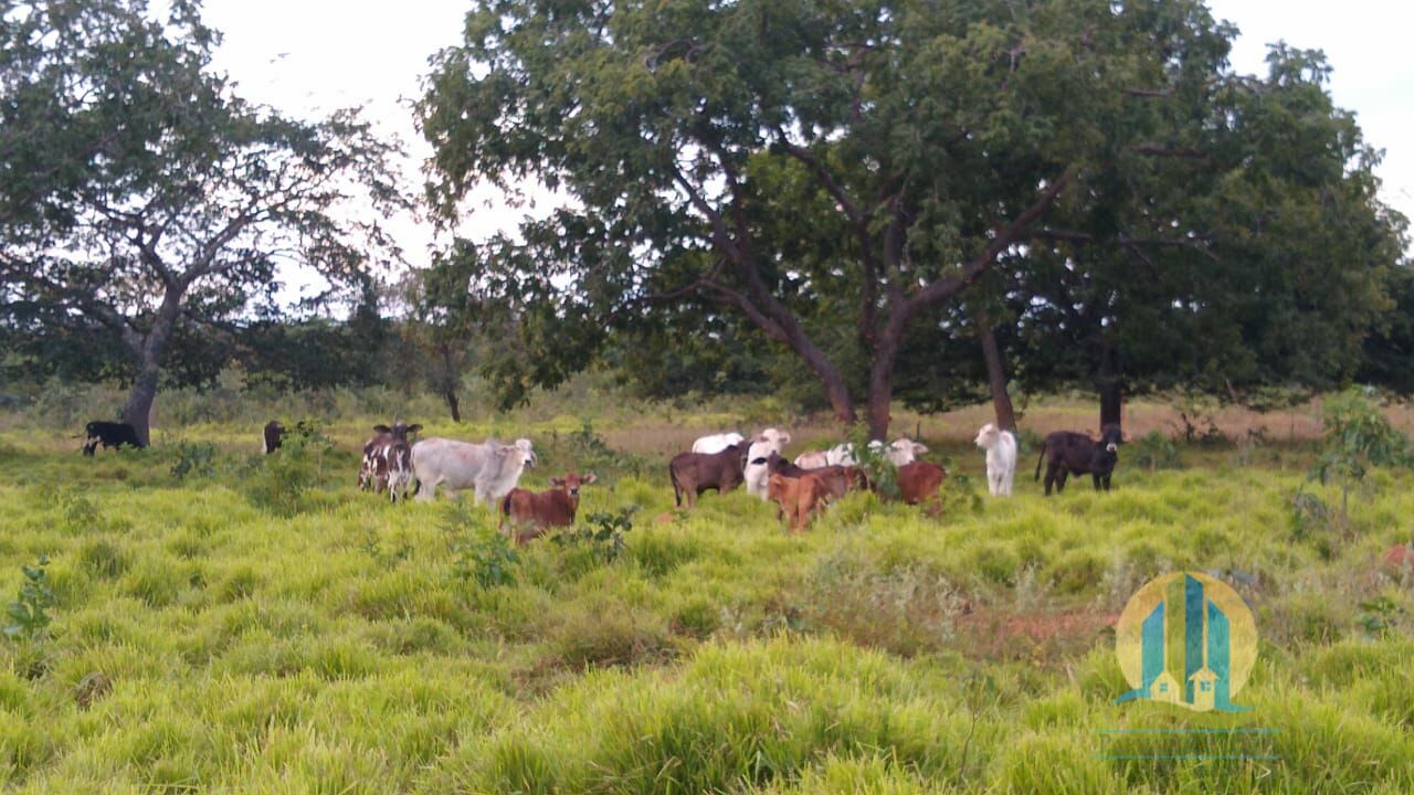 Somos o Maior Portal de Anúncios de Imóveis Rurais do Brasil. Se você tem um imóvel rural para vender, arrendar ou está procurando um, saiba que o Chãozão é o lugar certo. Porque de terra, a gente entende! Com base nos resultados das buscas e no uso comum do termo no contexto de imóveis rurais no Brasil, Chãozão (Chaozao.com.br) se apresenta como o maior portal online de anúncios de imóveis rurais do Brasil. Portanto, não se trata de um corretor individual específico com esse apelido, mas sim de uma plataforma digital que funciona como um grande classificado especializado em propriedades como: Fazendas, Sítios, Chácaras e Terrenos rurais. O que o Chãozão (portal) faz: 1. Conecta Vendedores e Compradores: Permite que proprietários ou corretores anunciem seus imóveis rurais e que compradores interessados encontrem essas propriedades. A negociação, segundo o portal, é feita diretamente entre as partes. 2. Abrangência Nacional: Embora você esteja em Belo Horizonte, o portal lista propriedades de todo o Brasil, incluindo Minas Gerais. 3. Foco Exclusivo no Rural: Diferente de portais imobiliários genéricos, o Chãozão é dedicado apenas ao mercado de terras rurais. 4. Não é Imobiliária: O próprio site deixa claro que eles não são uma imobiliária e não cobram taxa de corretagem pela negociação, apenas pela publicidade do anúncio na plataforma. Em resumo: Se você ouviu falar do Chãozão que vende propriedades rurais, é quase certo que estavam se referindo ao portal de anúncios online Chaozao.com.br. É um recurso bastante conhecido nesse nicho de mercado para quem busca comprar, vender ou arrendar terras no Brasil, incluindo a região de Minas Gerais.