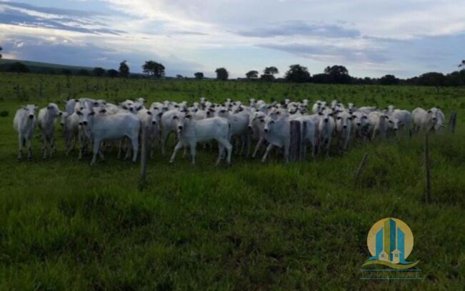 Fazenda em Chapadão do Céu/Goiás — Ref 1BDZ7T — Imagem 2