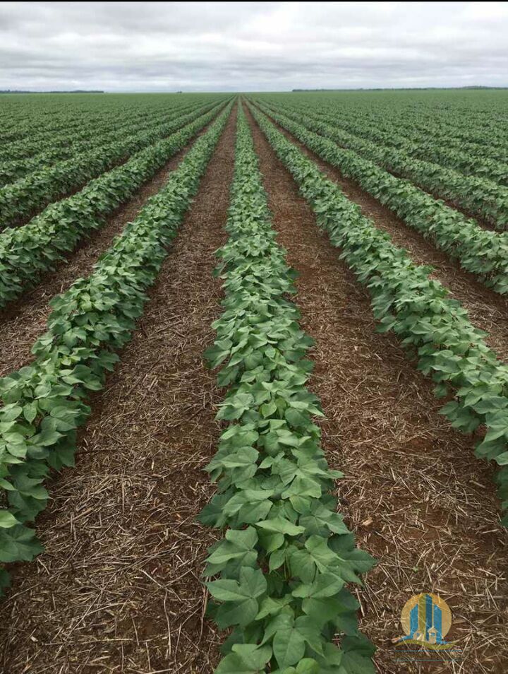 Fazenda em Ipiranga do Norte/Mato Grosso — Ref H25BLV — Imagem 4