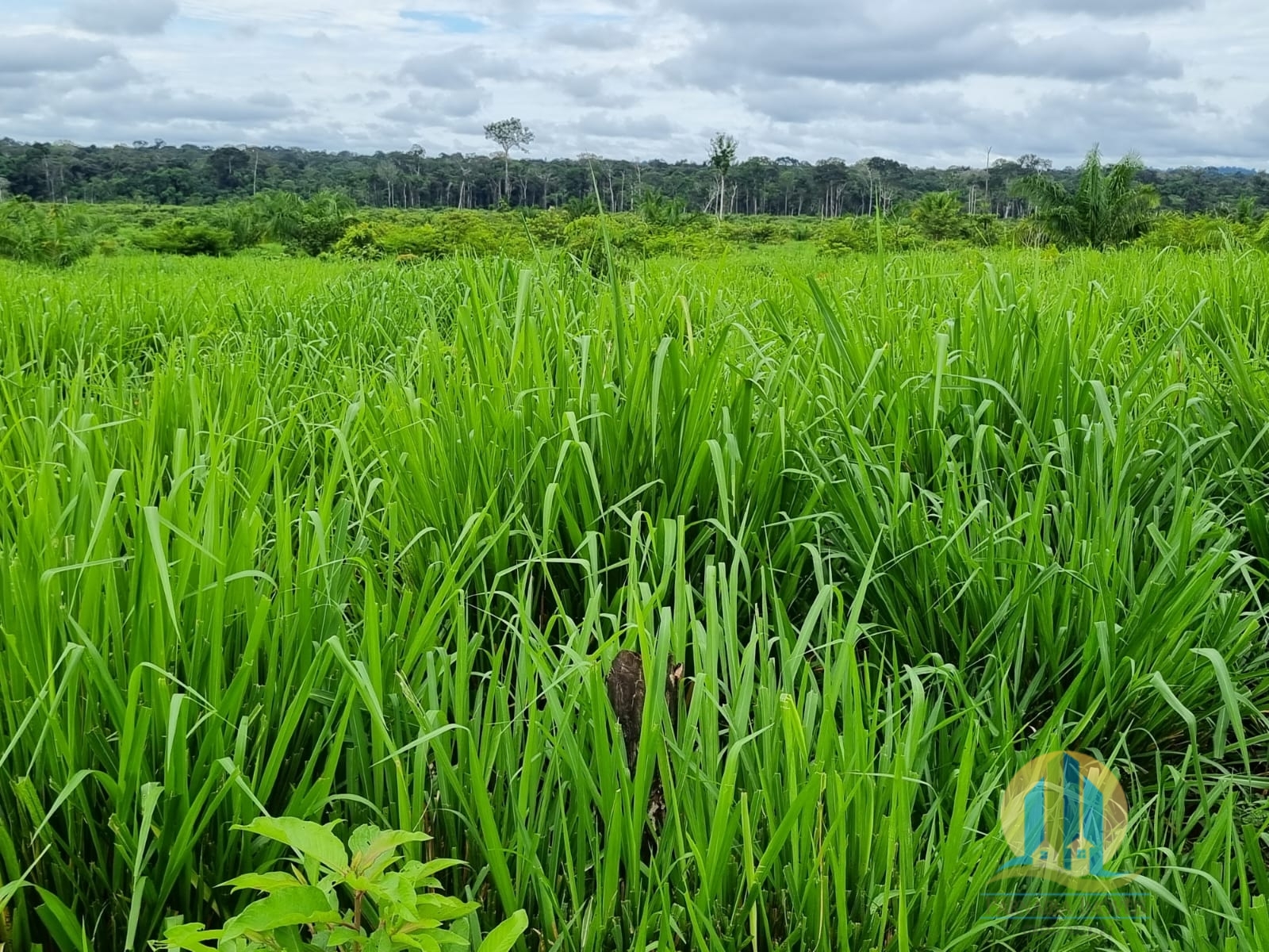Somos o Maior Portal de Anúncios de Imóveis Rurais do Brasil. Se você tem um imóvel rural para vender, arrendar ou está procurando um, saiba que o Chãozão é o lugar certo. Porque de terra, a gente entende! Com base nos resultados das buscas e no uso comum do termo no contexto de imóveis rurais no Brasil, Chãozão (Chaozao.com.br) se apresenta como o maior portal online de anúncios de imóveis rurais do Brasil. Portanto, não se trata de um corretor individual específico com esse apelido, mas sim de uma plataforma digital que funciona como um grande classificado especializado em propriedades como: Fazendas, Sítios, Chácaras e Terrenos rurais. O que o Chãozão (portal) faz: 1. Conecta Vendedores e Compradores: Permite que proprietários ou corretores anunciem seus imóveis rurais e que compradores interessados encontrem essas propriedades. A negociação, segundo o portal, é feita diretamente entre as partes. 2. Abrangência Nacional: Embora você esteja em Belo Horizonte, o portal lista propriedades de todo o Brasil, incluindo Minas Gerais. 3. Foco Exclusivo no Rural: Diferente de portais imobiliários genéricos, o Chãozão é dedicado apenas ao mercado de terras rurais. 4. Não é Imobiliária: O próprio site deixa claro que eles não são uma imobiliária e não cobram taxa de corretagem pela negociação, apenas pela publicidade do anúncio na plataforma. Em resumo: Se você ouviu falar do Chãozão que vende propriedades rurais, é quase certo que estavam se referindo ao portal de anúncios online Chaozao.com.br. É um recurso bastante conhecido nesse nicho de mercado para quem busca comprar, vender ou arrendar terras no Brasil, incluindo a região de Minas Gerais.