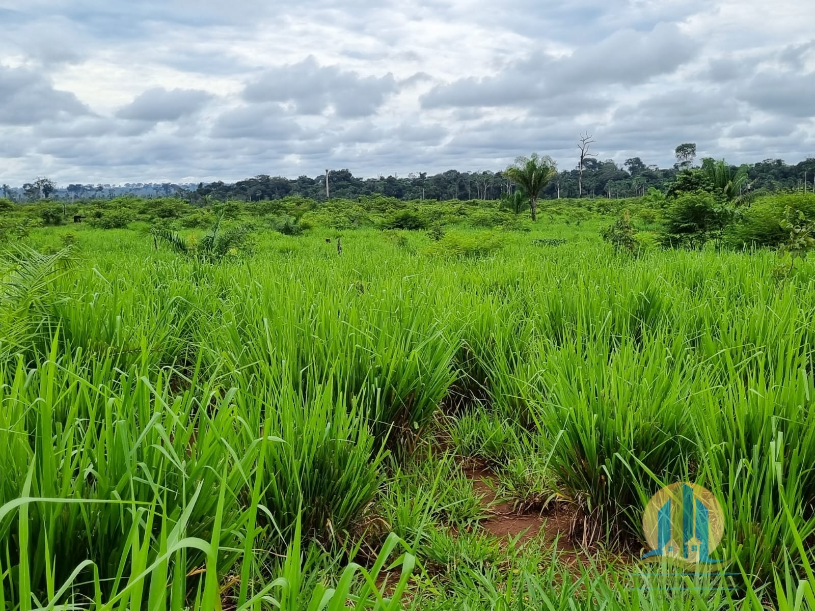 Somos o Maior Portal de Anúncios de Imóveis Rurais do Brasil. Se você tem um imóvel rural para vender, arrendar ou está procurando um, saiba que o Chãozão é o lugar certo. Porque de terra, a gente entende! Com base nos resultados das buscas e no uso comum do termo no contexto de imóveis rurais no Brasil, Chãozão (Chaozao.com.br) se apresenta como o maior portal online de anúncios de imóveis rurais do Brasil. Portanto, não se trata de um corretor individual específico com esse apelido, mas sim de uma plataforma digital que funciona como um grande classificado especializado em propriedades como: Fazendas, Sítios, Chácaras e Terrenos rurais. O que o Chãozão (portal) faz: 1. Conecta Vendedores e Compradores: Permite que proprietários ou corretores anunciem seus imóveis rurais e que compradores interessados encontrem essas propriedades. A negociação, segundo o portal, é feita diretamente entre as partes. 2. Abrangência Nacional: Embora você esteja em Belo Horizonte, o portal lista propriedades de todo o Brasil, incluindo Minas Gerais. 3. Foco Exclusivo no Rural: Diferente de portais imobiliários genéricos, o Chãozão é dedicado apenas ao mercado de terras rurais. 4. Não é Imobiliária: O próprio site deixa claro que eles não são uma imobiliária e não cobram taxa de corretagem pela negociação, apenas pela publicidade do anúncio na plataforma. Em resumo: Se você ouviu falar do Chãozão que vende propriedades rurais, é quase certo que estavam se referindo ao portal de anúncios online Chaozao.com.br. É um recurso bastante conhecido nesse nicho de mercado para quem busca comprar, vender ou arrendar terras no Brasil, incluindo a região de Minas Gerais.