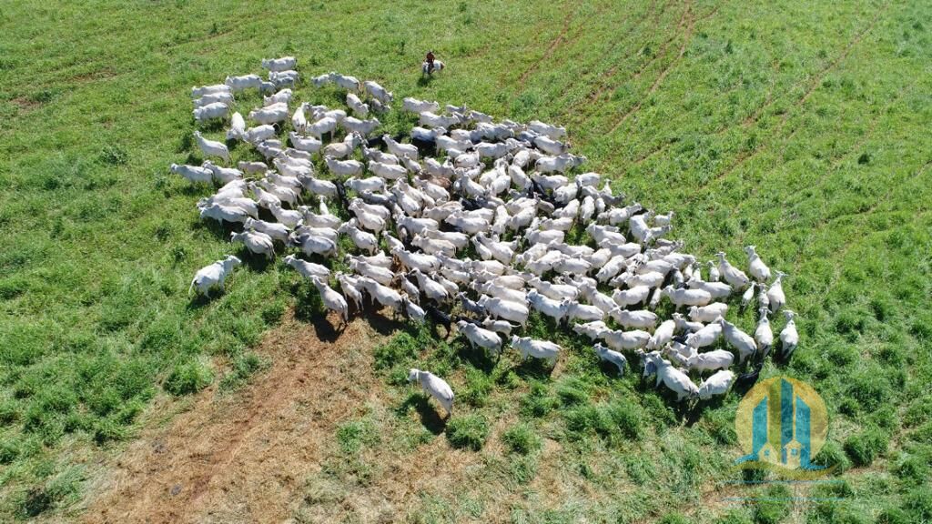 Fazenda em Bocaiúva/Minas Gerais — Ref RPMCCI — Imagem 4
