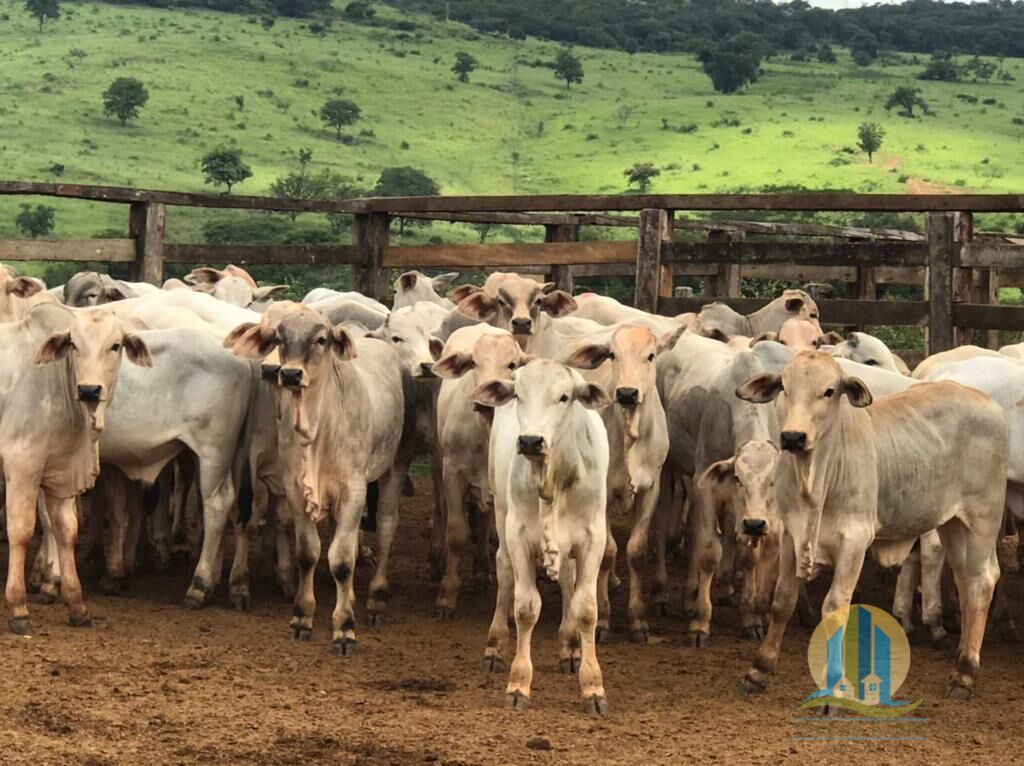 Fazenda em Bocaiúva/Minas Gerais — Ref RPMCCI — Imagem 2