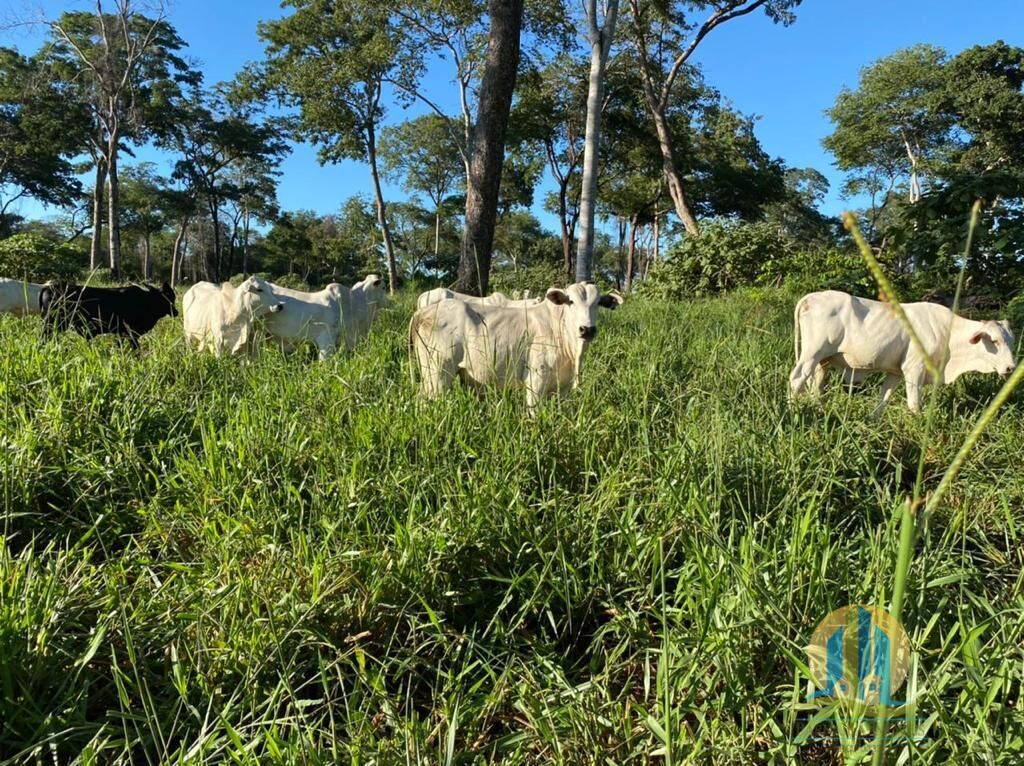 Chãozão - O Maior Portal de Anúncios de Imóveis Rurais do Brasil.