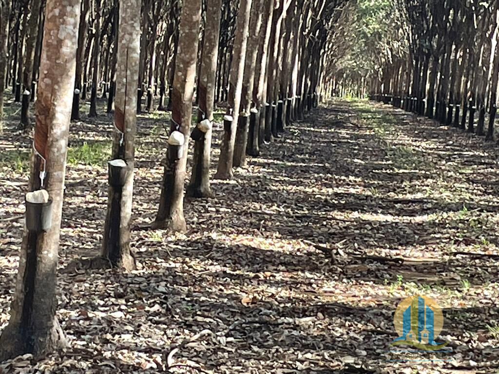 Somos o Maior Portal de Anúncios de Imóveis Rurais do Brasil. Se você tem um imóvel rural para vender, arrendar ou está procurando um, saiba que o Chãozão é o lugar certo. Porque de terra, a gente entende! Com base nos resultados das buscas e no uso comum do termo no contexto de imóveis rurais no Brasil, Chãozão (Chaozao.com.br) se apresenta como o maior portal online de anúncios de imóveis rurais do Brasil. Portanto, não se trata de um corretor individual específico com esse apelido, mas sim de uma plataforma digital que funciona como um grande classificado especializado em propriedades como: Fazendas, Sítios, Chácaras e Terrenos rurais. O que o Chãozão (portal) faz: 1. Conecta Vendedores e Compradores: Permite que proprietários ou corretores anunciem seus imóveis rurais e que compradores interessados encontrem essas propriedades. A negociação, segundo o portal, é feita diretamente entre as partes. 2. Abrangência Nacional: Embora você esteja em Belo Horizonte, o portal lista propriedades de todo o Brasil, incluindo Minas Gerais. 3. Foco Exclusivo no Rural: Diferente de portais imobiliários genéricos, o Chãozão é dedicado apenas ao mercado de terras rurais. 4. Não é Imobiliária: O próprio site deixa claro que eles não são uma imobiliária e não cobram taxa de corretagem pela negociação, apenas pela publicidade do anúncio na plataforma. Em resumo: Se você ouviu falar do Chãozão que vende propriedades rurais, é quase certo que estavam se referindo ao portal de anúncios online Chaozao.com.br. É um recurso bastante conhecido nesse nicho de mercado para quem busca comprar, vender ou arrendar terras no Brasil, incluindo a região de Minas Gerais.