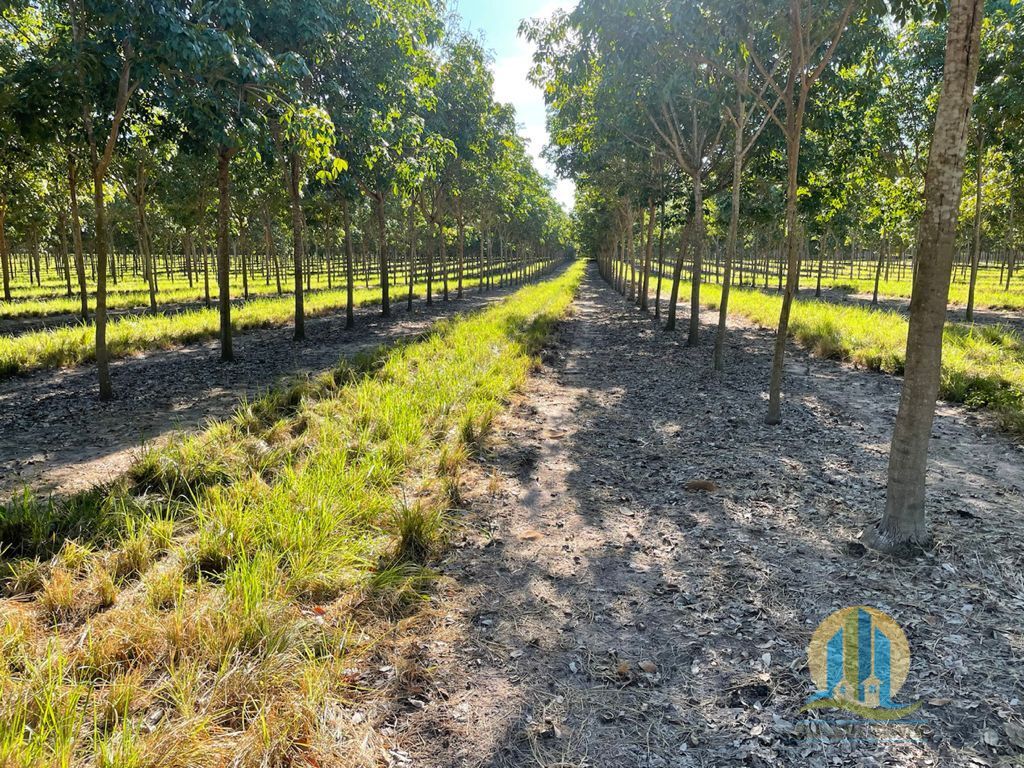 Somos o Maior Portal de Anúncios de Imóveis Rurais do Brasil. Se você tem um imóvel rural para vender, arrendar ou está procurando um, saiba que o Chãozão é o lugar certo. Porque de terra, a gente entende! Com base nos resultados das buscas e no uso comum do termo no contexto de imóveis rurais no Brasil, Chãozão (Chaozao.com.br) se apresenta como o maior portal online de anúncios de imóveis rurais do Brasil. Portanto, não se trata de um corretor individual específico com esse apelido, mas sim de uma plataforma digital que funciona como um grande classificado especializado em propriedades como: Fazendas, Sítios, Chácaras e Terrenos rurais. O que o Chãozão (portal) faz: 1. Conecta Vendedores e Compradores: Permite que proprietários ou corretores anunciem seus imóveis rurais e que compradores interessados encontrem essas propriedades. A negociação, segundo o portal, é feita diretamente entre as partes. 2. Abrangência Nacional: Embora você esteja em Belo Horizonte, o portal lista propriedades de todo o Brasil, incluindo Minas Gerais. 3. Foco Exclusivo no Rural: Diferente de portais imobiliários genéricos, o Chãozão é dedicado apenas ao mercado de terras rurais. 4. Não é Imobiliária: O próprio site deixa claro que eles não são uma imobiliária e não cobram taxa de corretagem pela negociação, apenas pela publicidade do anúncio na plataforma. Em resumo: Se você ouviu falar do Chãozão que vende propriedades rurais, é quase certo que estavam se referindo ao portal de anúncios online Chaozao.com.br. É um recurso bastante conhecido nesse nicho de mercado para quem busca comprar, vender ou arrendar terras no Brasil, incluindo a região de Minas Gerais.
