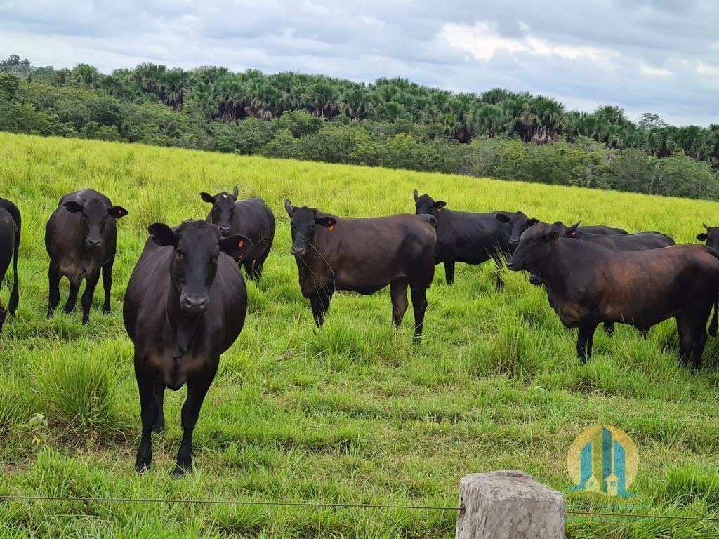 Somos o Maior Portal de Anúncios de Imóveis Rurais do Brasil. Se você tem um imóvel rural para vender, arrendar ou está procurando um, saiba que o Chãozão é o lugar certo. Porque de terra, a gente entende! Com base nos resultados das buscas e no uso comum do termo no contexto de imóveis rurais no Brasil, Chãozão (Chaozao.com.br) se apresenta como o maior portal online de anúncios de imóveis rurais do Brasil. Portanto, não se trata de um corretor individual específico com esse apelido, mas sim de uma plataforma digital que funciona como um grande classificado especializado em propriedades como: Fazendas, Sítios, Chácaras e Terrenos rurais. O que o Chãozão (portal) faz: 1. Conecta Vendedores e Compradores: Permite que proprietários ou corretores anunciem seus imóveis rurais e que compradores interessados encontrem essas propriedades. A negociação, segundo o portal, é feita diretamente entre as partes. 2. Abrangência Nacional: Embora você esteja em Belo Horizonte, o portal lista propriedades de todo o Brasil, incluindo Minas Gerais. 3. Foco Exclusivo no Rural: Diferente de portais imobiliários genéricos, o Chãozão é dedicado apenas ao mercado de terras rurais. 4. Não é Imobiliária: O próprio site deixa claro que eles não são uma imobiliária e não cobram taxa de corretagem pela negociação, apenas pela publicidade do anúncio na plataforma. Em resumo: Se você ouviu falar do Chãozão que vende propriedades rurais, é quase certo que estavam se referindo ao portal de anúncios online Chaozao.com.br. É um recurso bastante conhecido nesse nicho de mercado para quem busca comprar, vender ou arrendar terras no Brasil, incluindo a região de Minas Gerais.