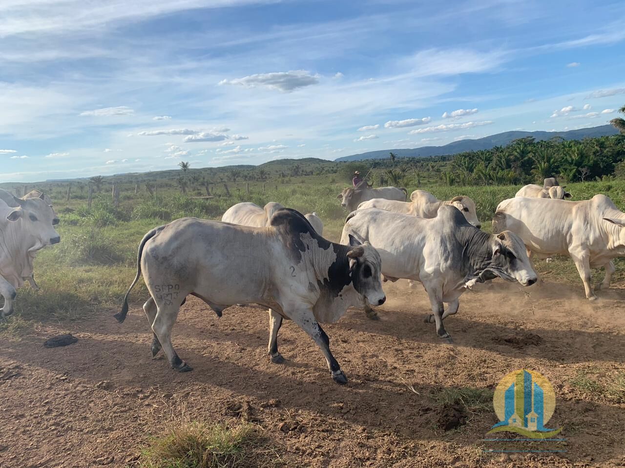 Fazenda em Cumaru do Norte/Pará — Ref 3HFJRI — Imagem 9