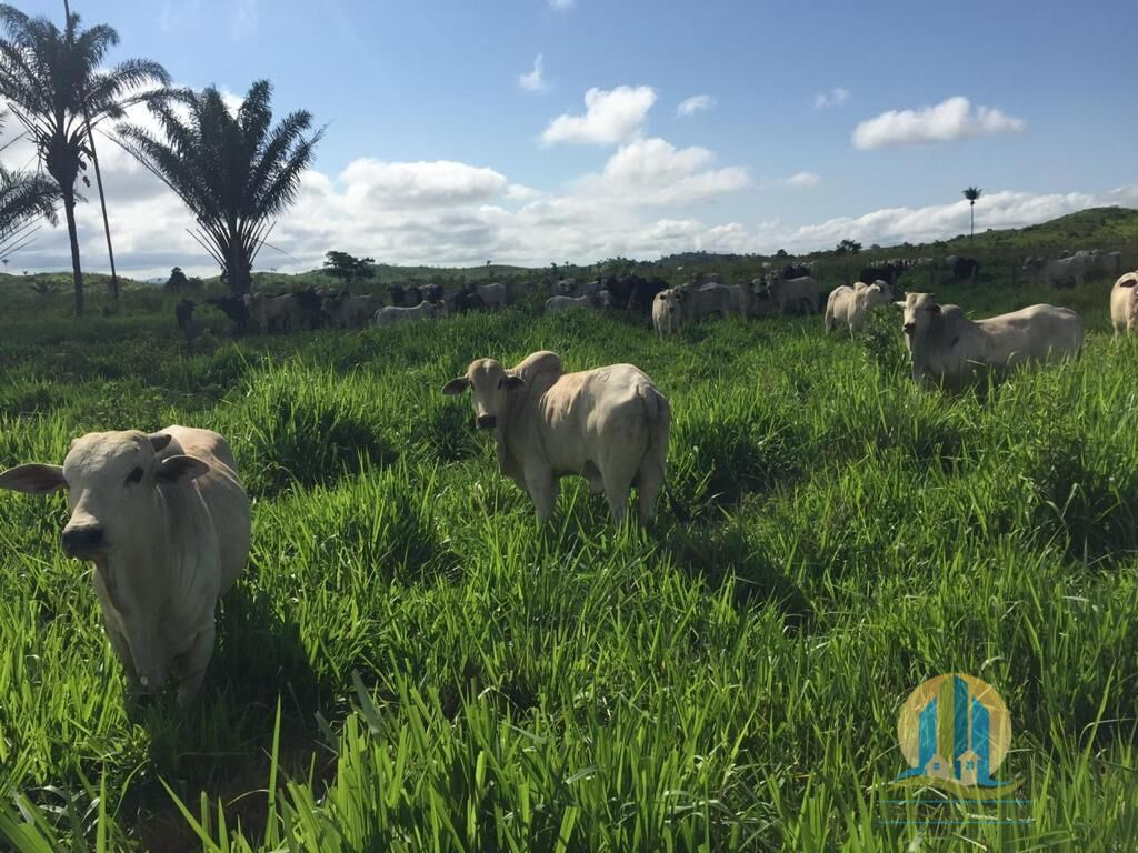 Fazenda em Cumaru do Norte/Pará — Ref 3HFJRI — Imagem 10