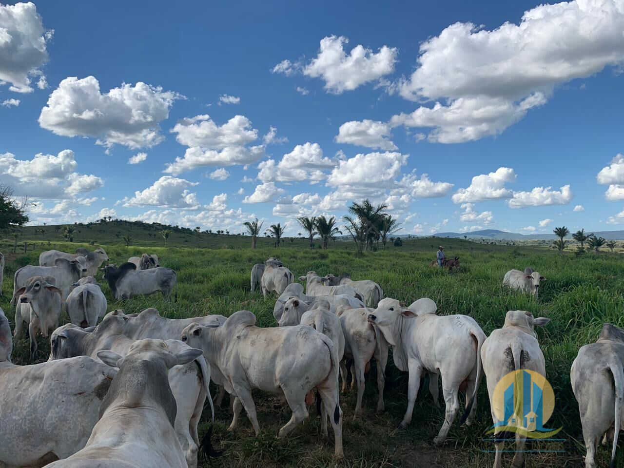 Fazenda em Cumaru do Norte/Pará — Ref 3HFJRI — Imagem 7