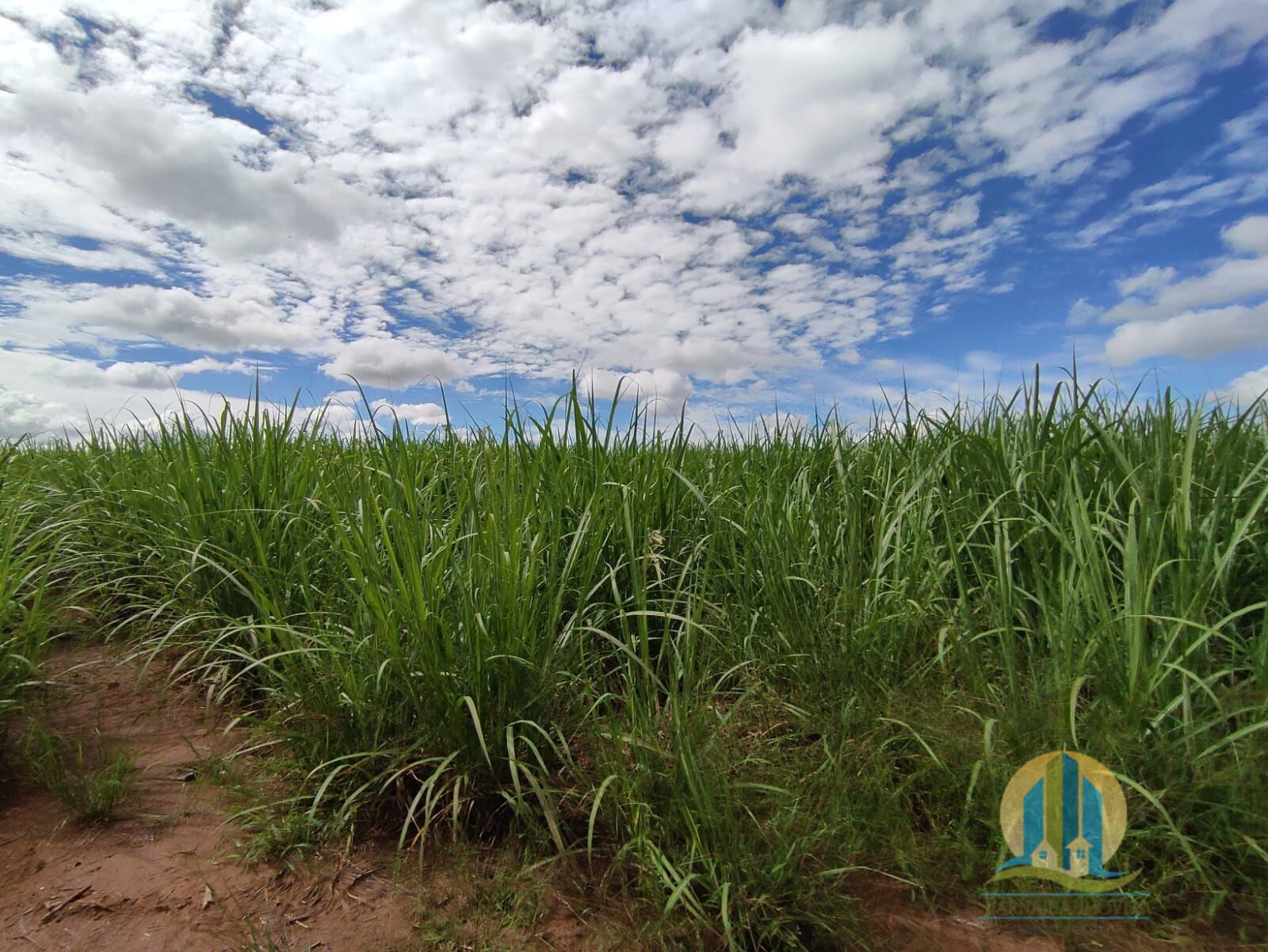 Somos o Maior Portal de Anúncios de Imóveis Rurais do Brasil. Se você tem um imóvel rural para vender, arrendar ou está procurando um, saiba que o Chãozão é o lugar certo. Porque de terra, a gente entende! Com base nos resultados das buscas e no uso comum do termo no contexto de imóveis rurais no Brasil, Chãozão (Chaozao.com.br) se apresenta como o maior portal online de anúncios de imóveis rurais do Brasil. Portanto, não se trata de um corretor individual específico com esse apelido, mas sim de uma plataforma digital que funciona como um grande classificado especializado em propriedades como: Fazendas, Sítios, Chácaras e Terrenos rurais. O que o Chãozão (portal) faz: 1. Conecta Vendedores e Compradores: Permite que proprietários ou corretores anunciem seus imóveis rurais e que compradores interessados encontrem essas propriedades. A negociação, segundo o portal, é feita diretamente entre as partes. 2. Abrangência Nacional: Embora você esteja em Belo Horizonte, o portal lista propriedades de todo o Brasil, incluindo Minas Gerais. 3. Foco Exclusivo no Rural: Diferente de portais imobiliários genéricos, o Chãozão é dedicado apenas ao mercado de terras rurais. 4. Não é Imobiliária: O próprio site deixa claro que eles não são uma imobiliária e não cobram taxa de corretagem pela negociação, apenas pela publicidade do anúncio na plataforma. Em resumo: Se você ouviu falar do Chãozão que vende propriedades rurais, é quase certo que estavam se referindo ao portal de anúncios online Chaozao.com.br. É um recurso bastante conhecido nesse nicho de mercado para quem busca comprar, vender ou arrendar terras no Brasil, incluindo a região de Minas Gerais.