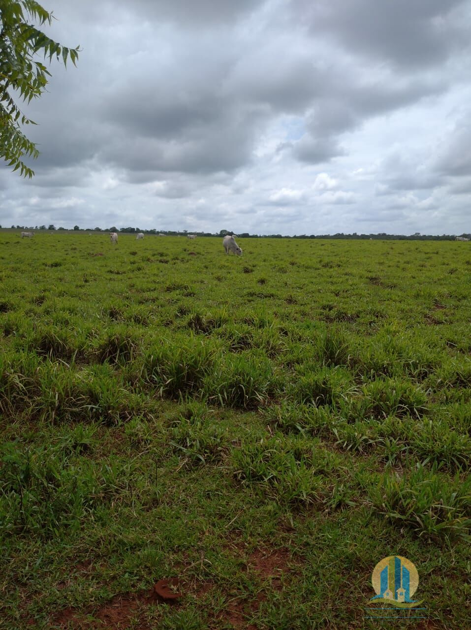 Fazenda em Guaraí/Tocantins — Ref 0ZKGOH — Imagem 3