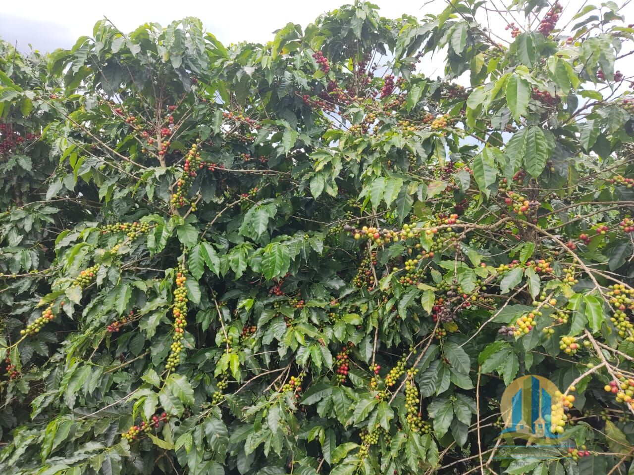 Fazenda em São Sebastião/São Paulo — Ref L6KVNR — Imagem 4