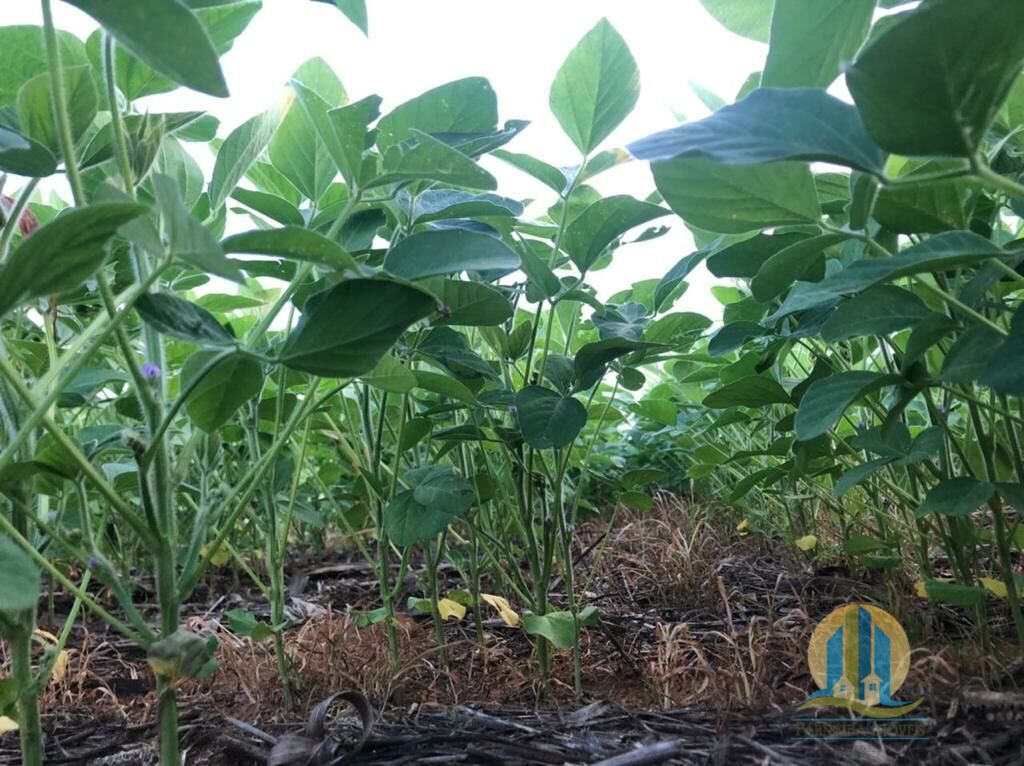 Fazenda em Confresa/Mato Grosso — Ref 0HJNHV — Imagem 17