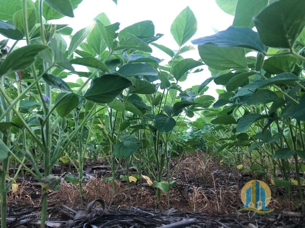 Fazenda em Confresa/Mato Grosso — Ref 0HJNHV — Imagem 14