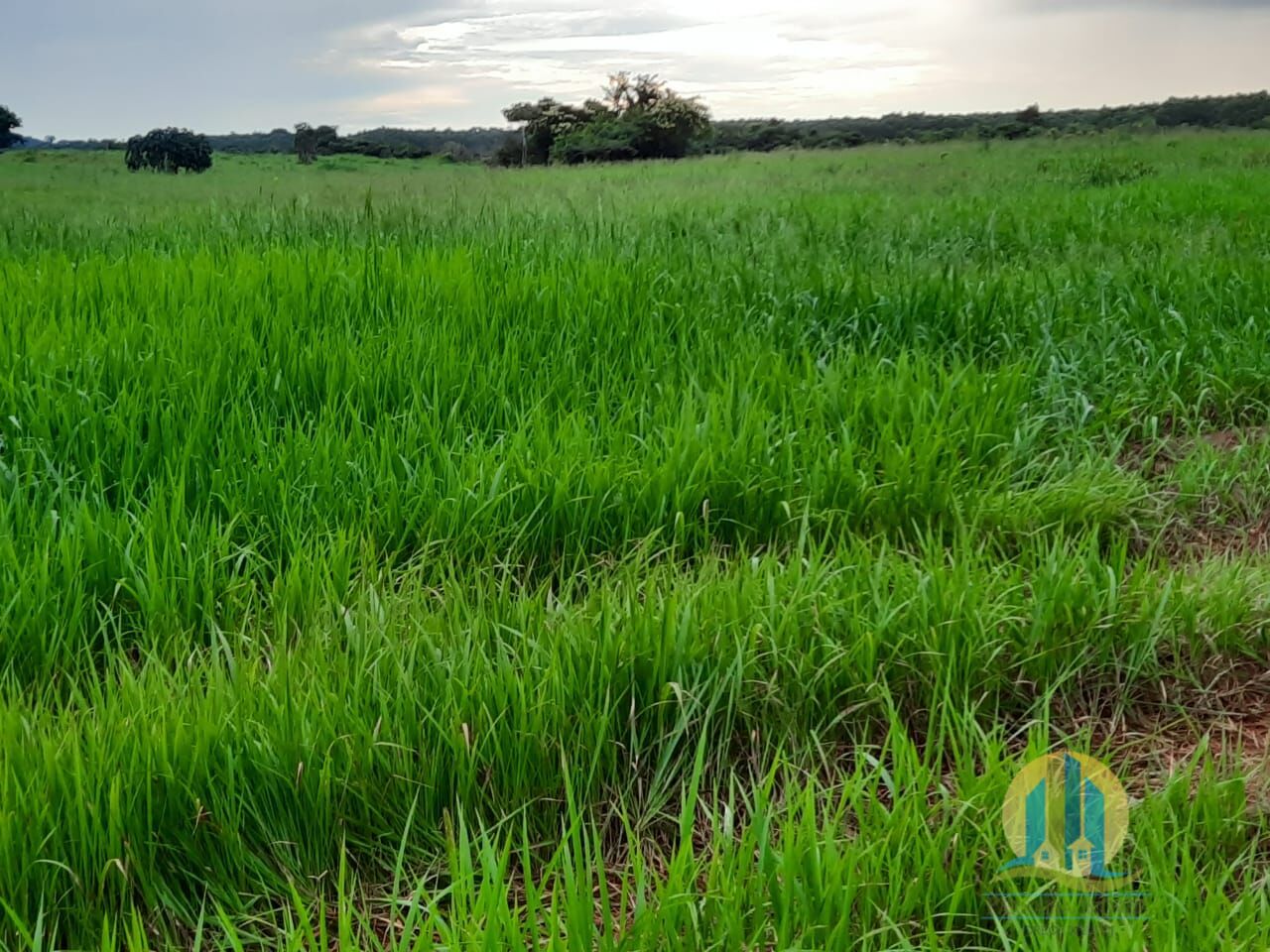 Somos o Maior Portal de Anúncios de Imóveis Rurais do Brasil. Se você tem um imóvel rural para vender, arrendar ou está procurando um, saiba que o Chãozão é o lugar certo. Porque de terra, a gente entende! Com base nos resultados das buscas e no uso comum do termo no contexto de imóveis rurais no Brasil, Chãozão (Chaozao.com.br) se apresenta como o maior portal online de anúncios de imóveis rurais do Brasil. Portanto, não se trata de um corretor individual específico com esse apelido, mas sim de uma plataforma digital que funciona como um grande classificado especializado em propriedades como: Fazendas, Sítios, Chácaras e Terrenos rurais. O que o Chãozão (portal) faz: 1. Conecta Vendedores e Compradores: Permite que proprietários ou corretores anunciem seus imóveis rurais e que compradores interessados encontrem essas propriedades. A negociação, segundo o portal, é feita diretamente entre as partes. 2. Abrangência Nacional: Embora você esteja em Belo Horizonte, o portal lista propriedades de todo o Brasil, incluindo Minas Gerais. 3. Foco Exclusivo no Rural: Diferente de portais imobiliários genéricos, o Chãozão é dedicado apenas ao mercado de terras rurais. 4. Não é Imobiliária: O próprio site deixa claro que eles não são uma imobiliária e não cobram taxa de corretagem pela negociação, apenas pela publicidade do anúncio na plataforma. Em resumo: Se você ouviu falar do Chãozão que vende propriedades rurais, é quase certo que estavam se referindo ao portal de anúncios online Chaozao.com.br. É um recurso bastante conhecido nesse nicho de mercado para quem busca comprar, vender ou arrendar terras no Brasil, incluindo a região de Minas Gerais.