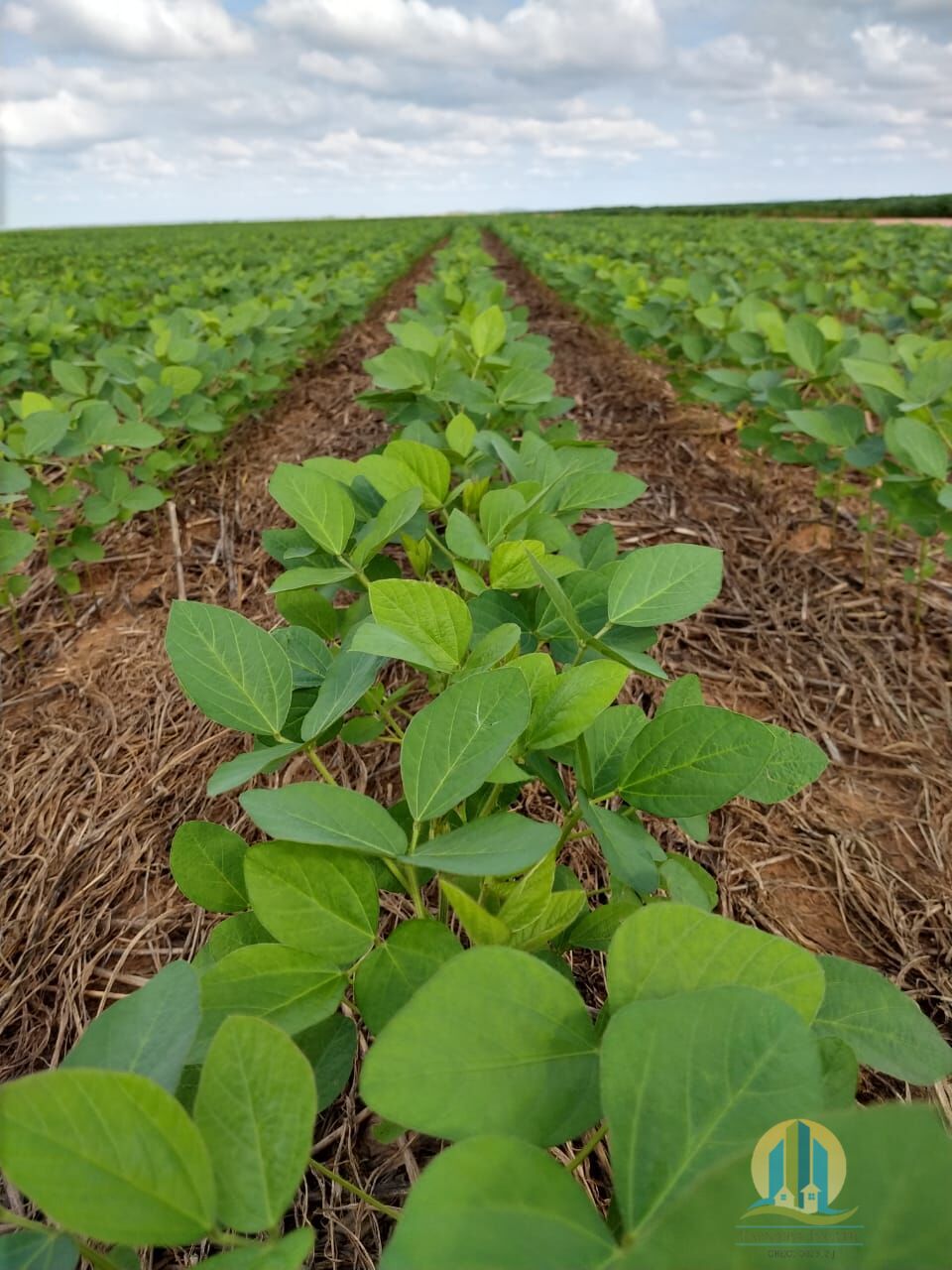Somos o Maior Portal de Anúncios de Imóveis Rurais do Brasil. Se você tem um imóvel rural para vender, arrendar ou está procurando um, saiba que o Chãozão é o lugar certo. Porque de terra, a gente entende! Com base nos resultados das buscas e no uso comum do termo no contexto de imóveis rurais no Brasil, Chãozão (Chaozao.com.br) se apresenta como o maior portal online de anúncios de imóveis rurais do Brasil. Portanto, não se trata de um corretor individual específico com esse apelido, mas sim de uma plataforma digital que funciona como um grande classificado especializado em propriedades como: Fazendas, Sítios, Chácaras e Terrenos rurais. O que o Chãozão (portal) faz: 1. Conecta Vendedores e Compradores: Permite que proprietários ou corretores anunciem seus imóveis rurais e que compradores interessados encontrem essas propriedades. A negociação, segundo o portal, é feita diretamente entre as partes. 2. Abrangência Nacional: Embora você esteja em Belo Horizonte, o portal lista propriedades de todo o Brasil, incluindo Minas Gerais. 3. Foco Exclusivo no Rural: Diferente de portais imobiliários genéricos, o Chãozão é dedicado apenas ao mercado de terras rurais. 4. Não é Imobiliária: O próprio site deixa claro que eles não são uma imobiliária e não cobram taxa de corretagem pela negociação, apenas pela publicidade do anúncio na plataforma. Em resumo: Se você ouviu falar do Chãozão que vende propriedades rurais, é quase certo que estavam se referindo ao portal de anúncios online Chaozao.com.br. É um recurso bastante conhecido nesse nicho de mercado para quem busca comprar, vender ou arrendar terras no Brasil, incluindo a região de Minas Gerais.