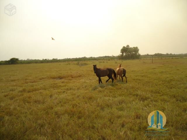 Fazenda em Cáceres/Mato Grosso — Ref PEECSZ — Imagem 7