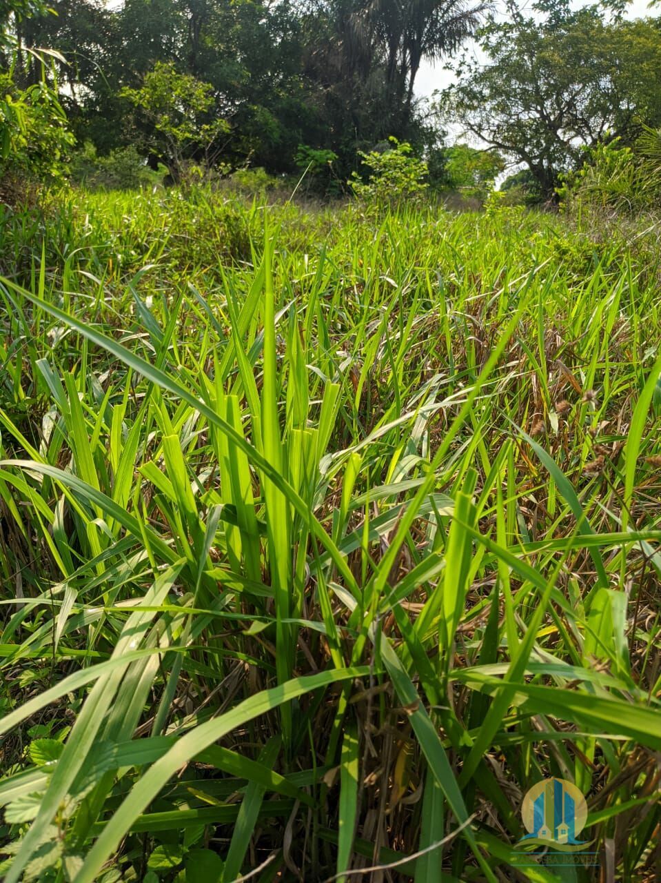 Fazenda em Itacajá/Tocantins — Ref IXI0HO — Imagem 17