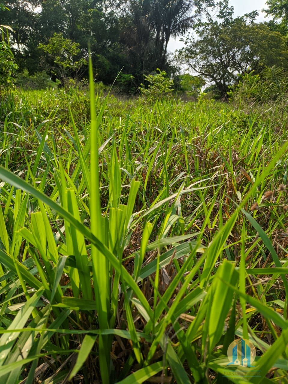 Fazenda em Itacajá/Tocantins — Ref IXI0HO — Imagem 18
