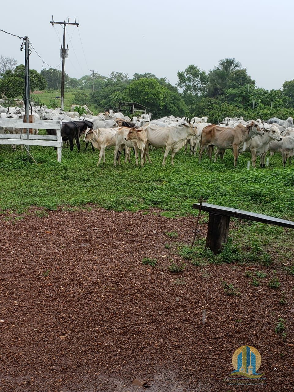 Somos o Maior Portal de Anúncios de Imóveis Rurais do Brasil. Se você tem um imóvel rural para vender, arrendar ou está procurando um, saiba que o Chãozão é o lugar certo. Porque de terra, a gente entende! Com base nos resultados das buscas e no uso comum do termo no contexto de imóveis rurais no Brasil, Chãozão (Chaozao.com.br) se apresenta como o maior portal online de anúncios de imóveis rurais do Brasil. Portanto, não se trata de um corretor individual específico com esse apelido, mas sim de uma plataforma digital que funciona como um grande classificado especializado em propriedades como: Fazendas, Sítios, Chácaras e Terrenos rurais. O que o Chãozão (portal) faz: 1. Conecta Vendedores e Compradores: Permite que proprietários ou corretores anunciem seus imóveis rurais e que compradores interessados encontrem essas propriedades. A negociação, segundo o portal, é feita diretamente entre as partes. 2. Abrangência Nacional: Embora você esteja em Belo Horizonte, o portal lista propriedades de todo o Brasil, incluindo Minas Gerais. 3. Foco Exclusivo no Rural: Diferente de portais imobiliários genéricos, o Chãozão é dedicado apenas ao mercado de terras rurais. 4. Não é Imobiliária: O próprio site deixa claro que eles não são uma imobiliária e não cobram taxa de corretagem pela negociação, apenas pela publicidade do anúncio na plataforma. Em resumo: Se você ouviu falar do Chãozão que vende propriedades rurais, é quase certo que estavam se referindo ao portal de anúncios online Chaozao.com.br. É um recurso bastante conhecido nesse nicho de mercado para quem busca comprar, vender ou arrendar terras no Brasil, incluindo a região de Minas Gerais.