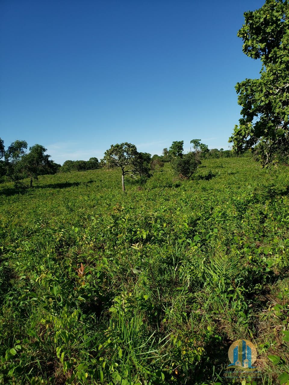Somos o Maior Portal de Anúncios de Imóveis Rurais do Brasil. Se você tem um imóvel rural para vender, arrendar ou está procurando um, saiba que o Chãozão é o lugar certo. Porque de terra, a gente entende! Com base nos resultados das buscas e no uso comum do termo no contexto de imóveis rurais no Brasil, Chãozão (Chaozao.com.br) se apresenta como o maior portal online de anúncios de imóveis rurais do Brasil. Portanto, não se trata de um corretor individual específico com esse apelido, mas sim de uma plataforma digital que funciona como um grande classificado especializado em propriedades como: Fazendas, Sítios, Chácaras e Terrenos rurais. O que o Chãozão (portal) faz: 1. Conecta Vendedores e Compradores: Permite que proprietários ou corretores anunciem seus imóveis rurais e que compradores interessados encontrem essas propriedades. A negociação, segundo o portal, é feita diretamente entre as partes. 2. Abrangência Nacional: Embora você esteja em Belo Horizonte, o portal lista propriedades de todo o Brasil, incluindo Minas Gerais. 3. Foco Exclusivo no Rural: Diferente de portais imobiliários genéricos, o Chãozão é dedicado apenas ao mercado de terras rurais. 4. Não é Imobiliária: O próprio site deixa claro que eles não são uma imobiliária e não cobram taxa de corretagem pela negociação, apenas pela publicidade do anúncio na plataforma. Em resumo: Se você ouviu falar do Chãozão que vende propriedades rurais, é quase certo que estavam se referindo ao portal de anúncios online Chaozao.com.br. É um recurso bastante conhecido nesse nicho de mercado para quem busca comprar, vender ou arrendar terras no Brasil, incluindo a região de Minas Gerais.