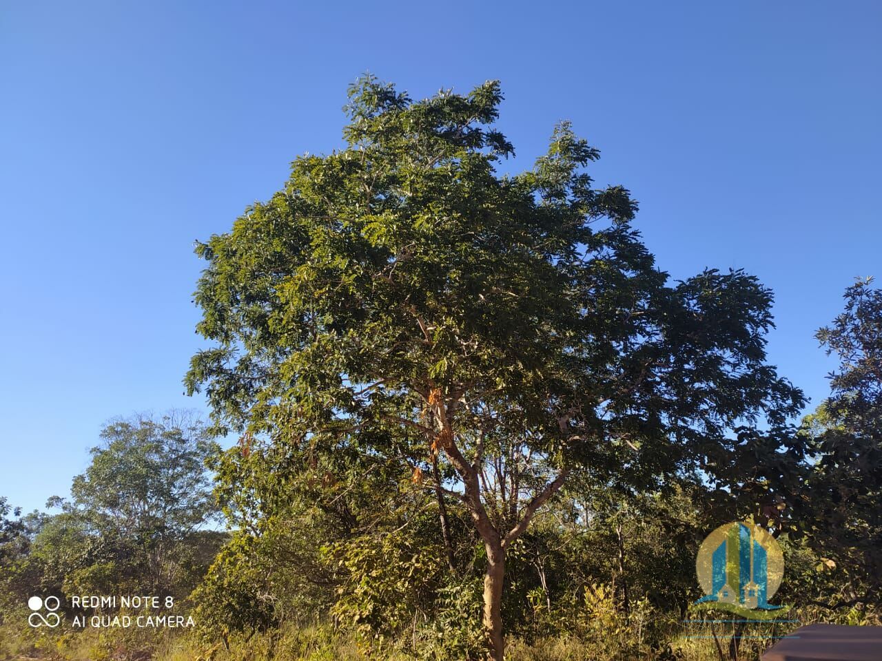 Fazenda em Paranã/Tocantins — Ref HFUG6D — Imagem 9