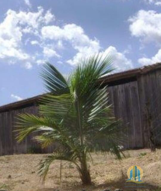 Fazenda em Araguaína/Tocantins — Ref OVIIB5 — Imagem 23