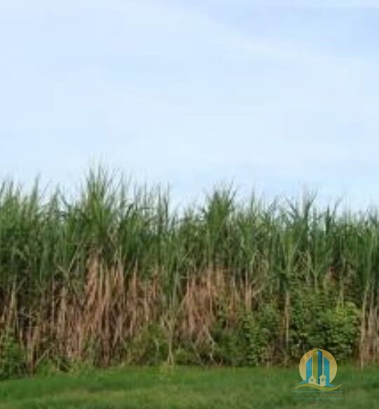 Fazenda em Araguaína/Tocantins — Ref OVIIB5 — Imagem 18