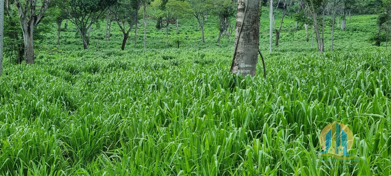 Fazenda em Corumbá/Mato Grosso do Sul — Ref WFZWB6 — Imagem 44