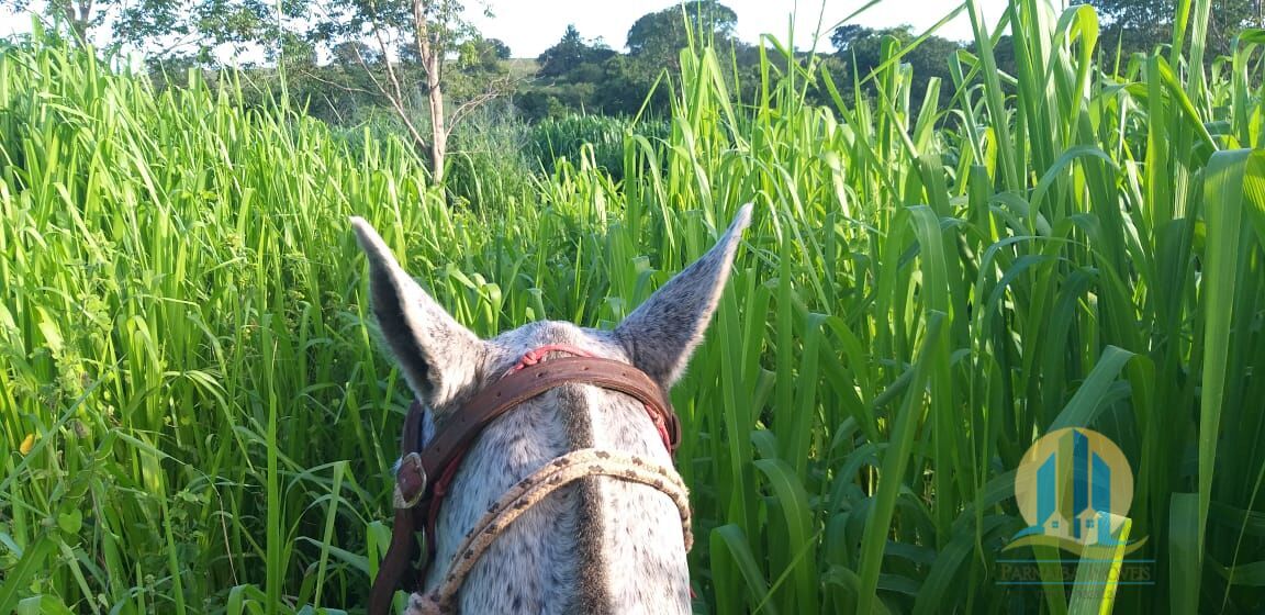Chãozão - O Maior Portal de Anúncios de Imóveis Rurais do Brasil.