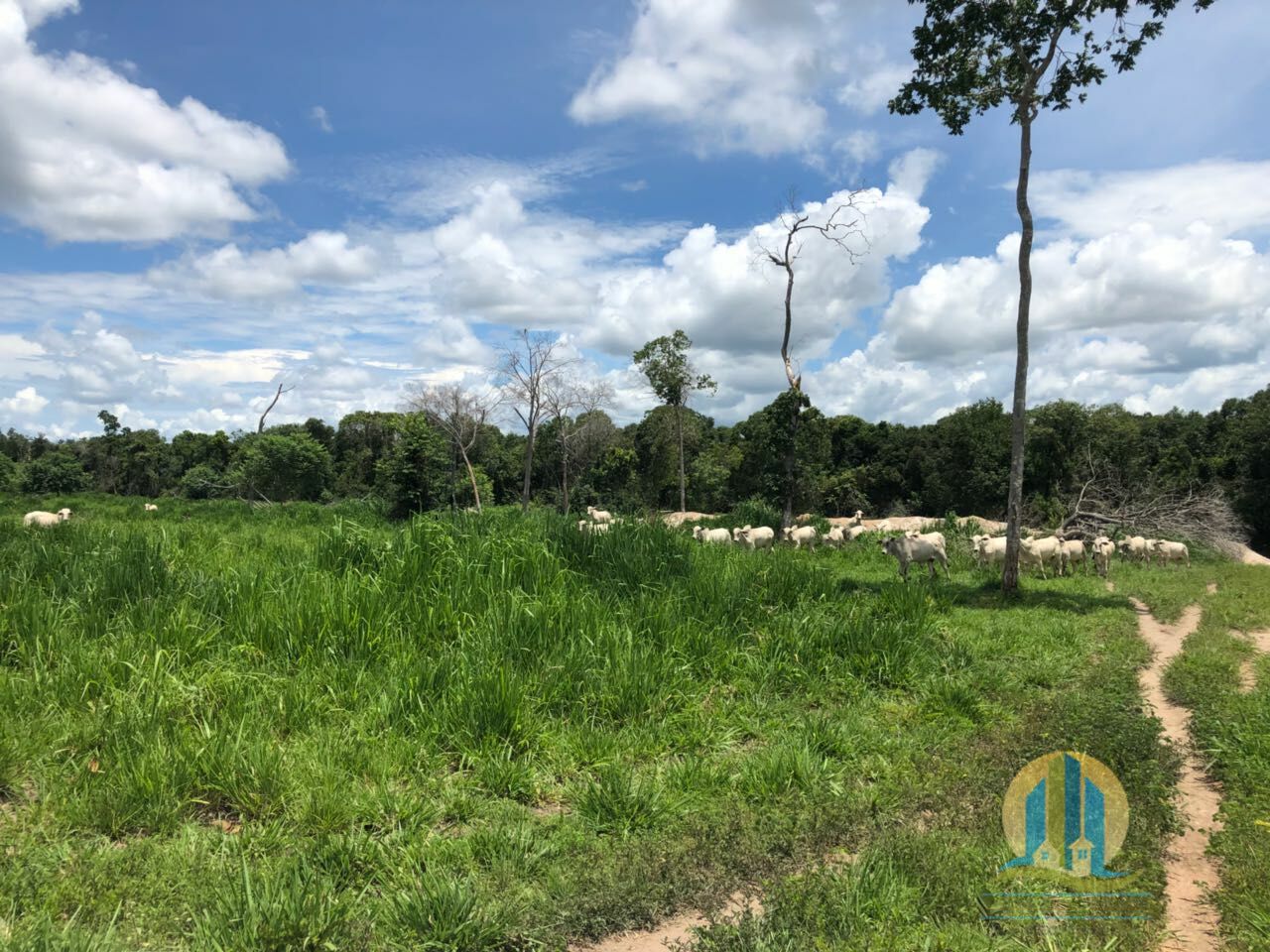 Fazenda em Peixe/Tocantins — Ref GQJ7WT — Imagem 4