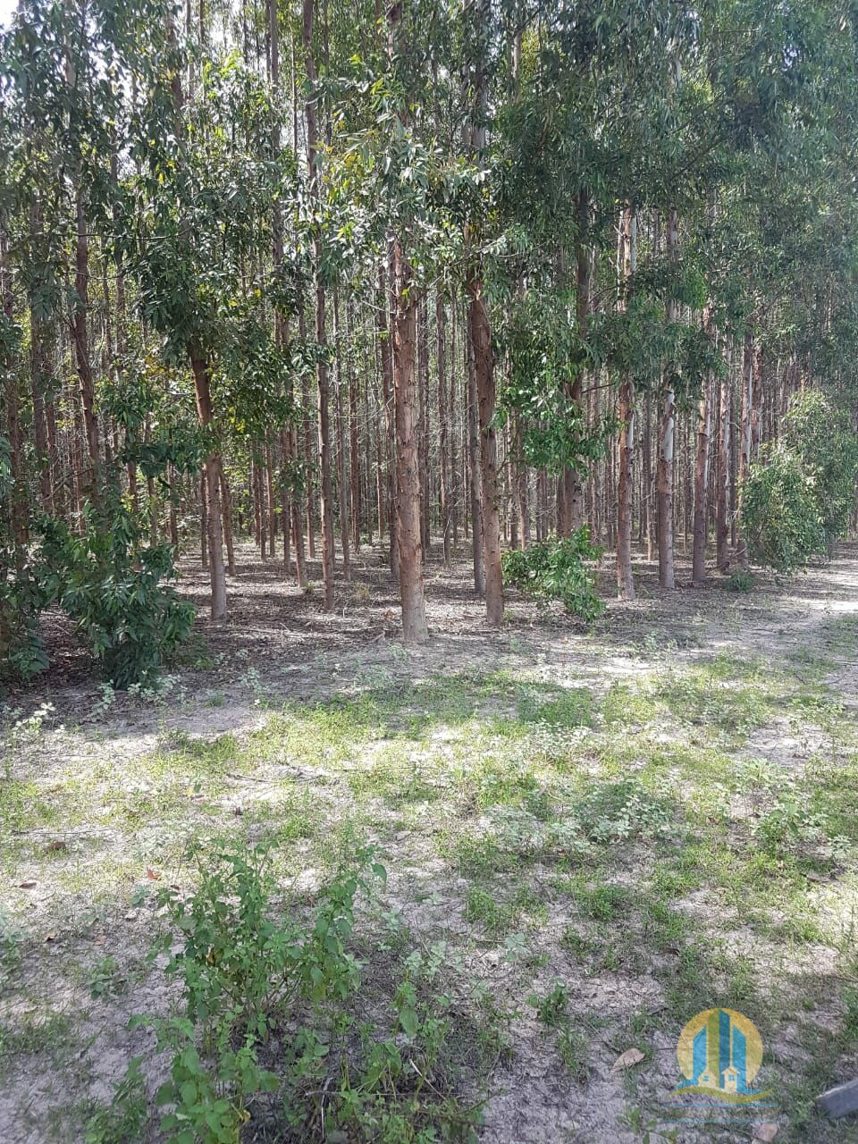 Fazenda em Bonfinópolis de Minas/Minas Gerais — Ref 64AYPL — Imagem 2