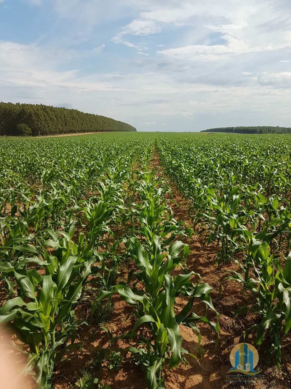 Fazenda em Bonfinópolis de Minas/Minas Gerais — Ref 64AYPL — Imagem 5