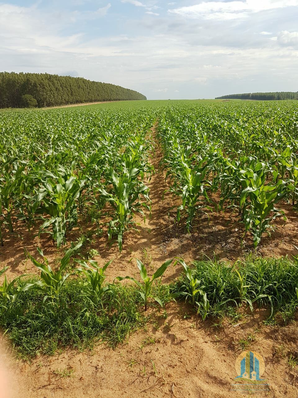 Fazenda em Bonfinópolis de Minas/Minas Gerais — Ref 64AYPL — Imagem 6