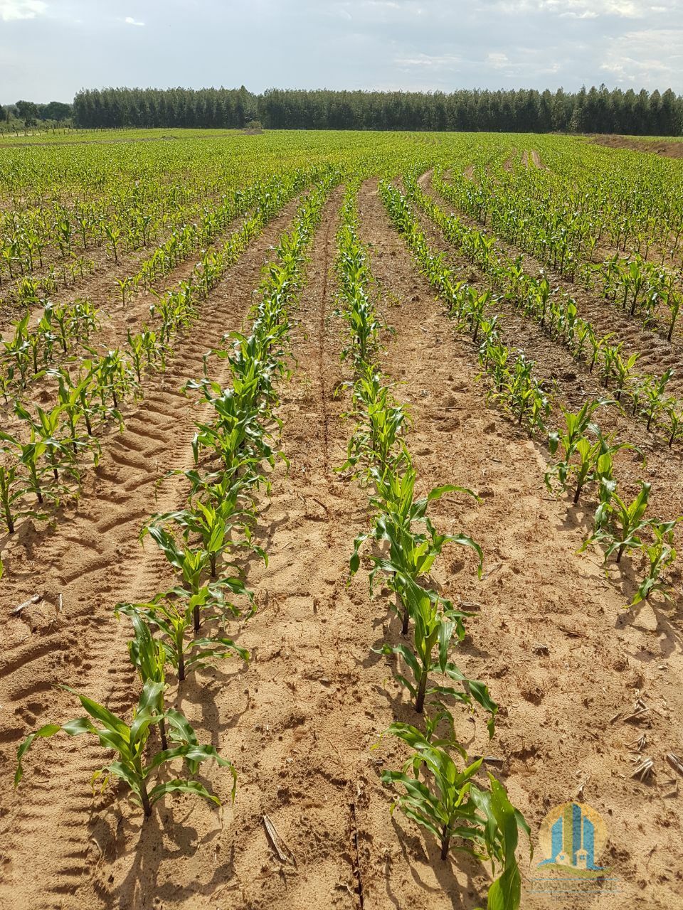 Fazenda em Bonfinópolis de Minas/Minas Gerais — Ref 64AYPL — Imagem 7