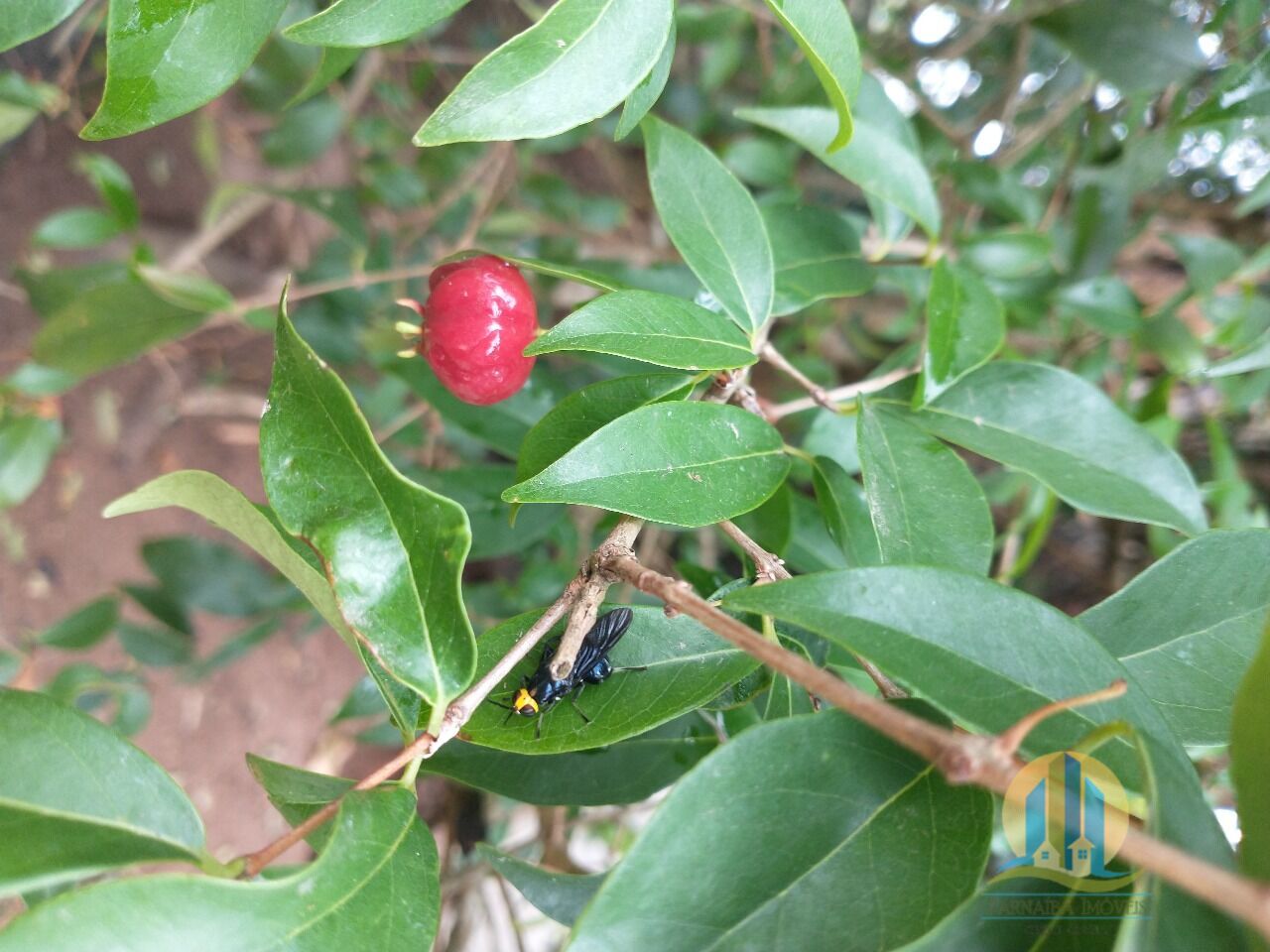 Chácara em Santana de Parnaíba/São Paulo — Ref X0DFVX — Imagem 24