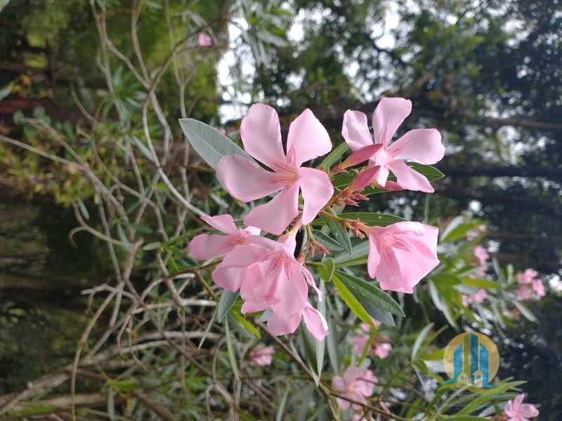 Chácara em Santana de Parnaíba/São Paulo — Ref X0DFVX — Imagem 28