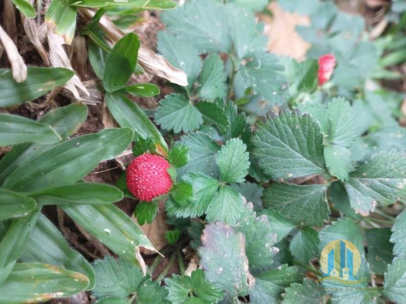 Chácara em Santana de Parnaíba/São Paulo — Ref X0DFVX — Imagem 33