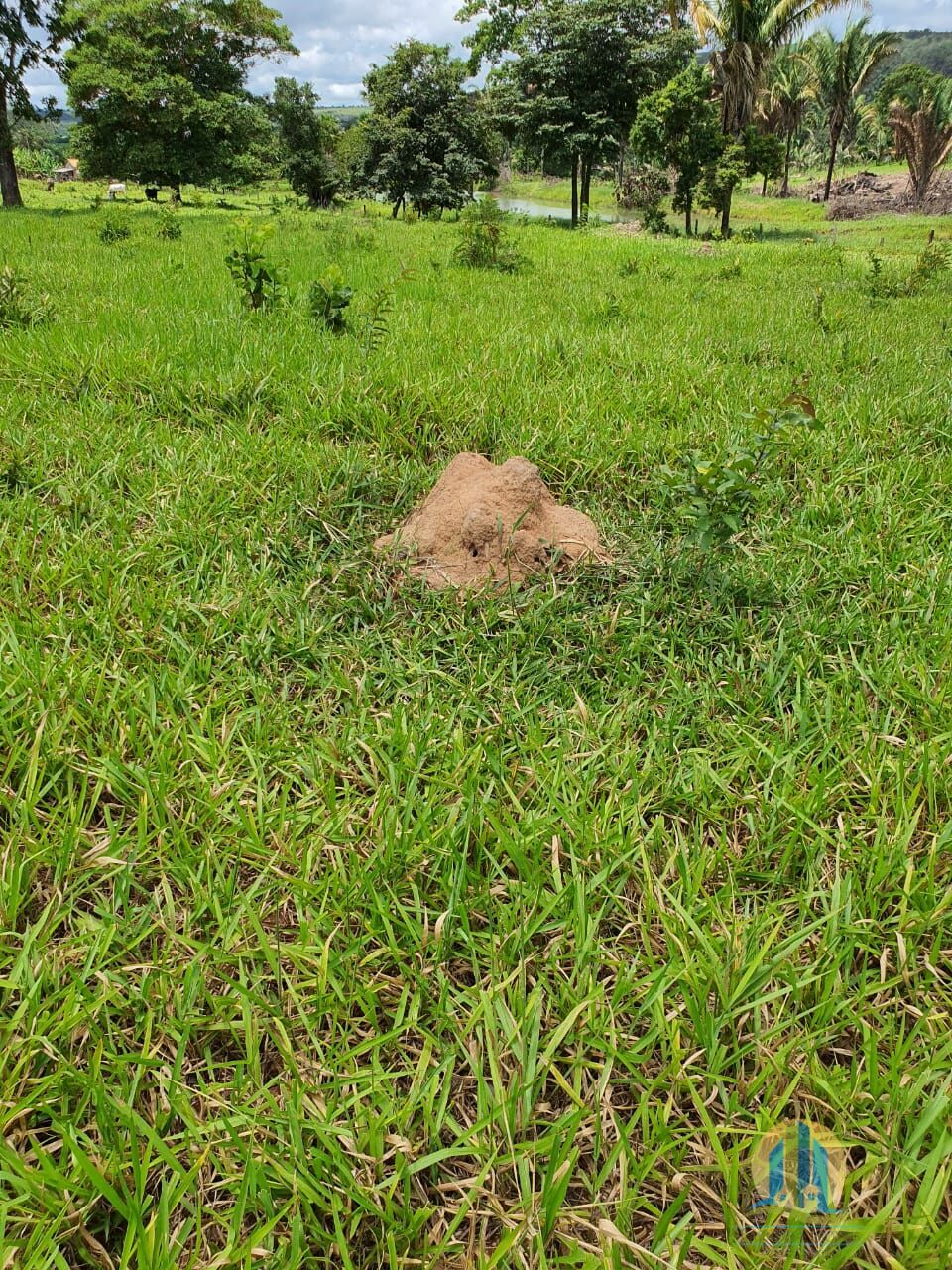 Fazenda em Caiapônia/Goiás — Ref IUZTNV — Imagem 8