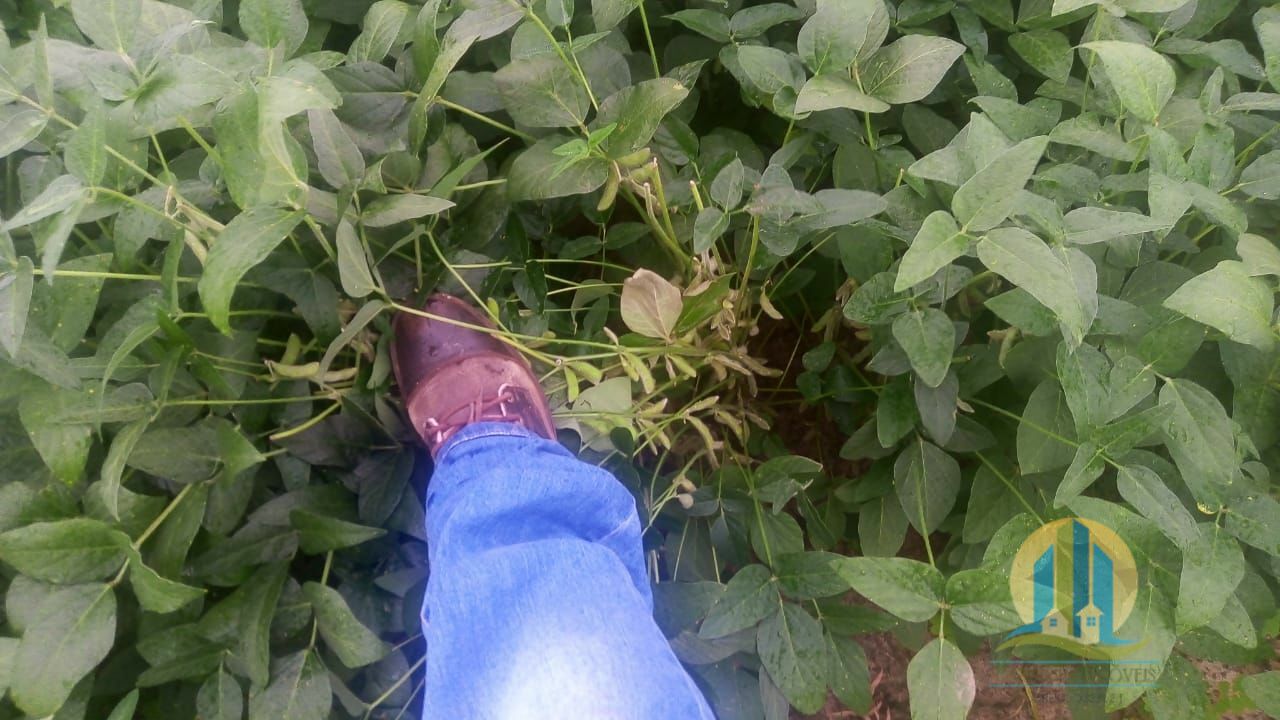 Fazenda em Rio Sono/Tocantins — Ref 8L227R — Imagem 7