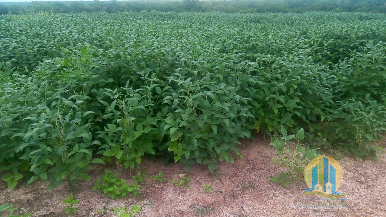 Fazenda em Rio Sono/Tocantins — Ref 8L227R — Imagem 4