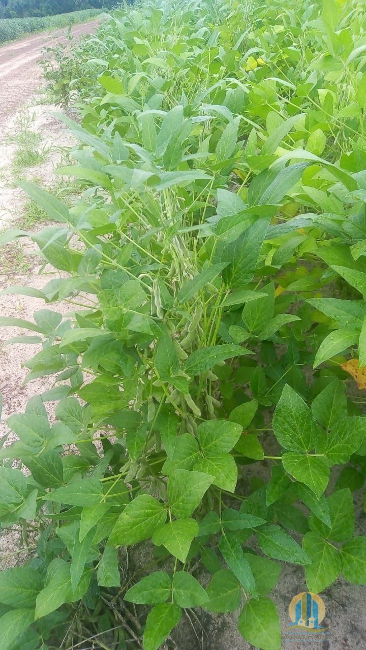 Fazenda em Rio Sono/Tocantins — Ref 8L227R — Imagem 9